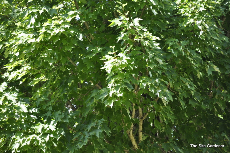 Acer rubrum 'Karpick' - The Site Gardener